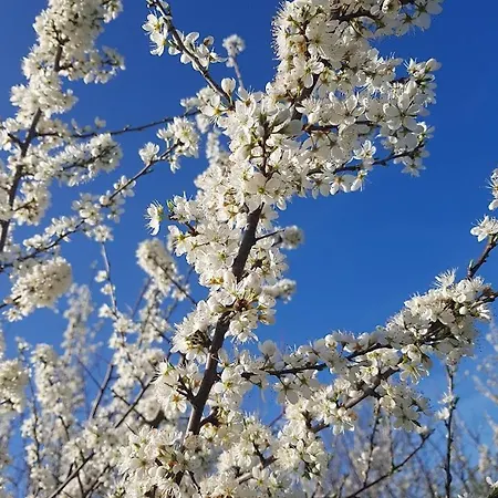 Apartma Frigidum * Vipava